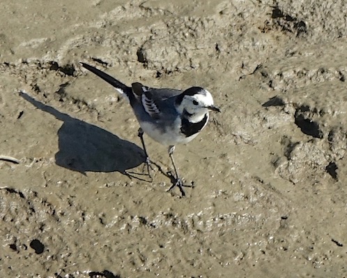 pied wagtail